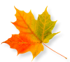 leaves-4649632_1280s leaves-4649632_1280s